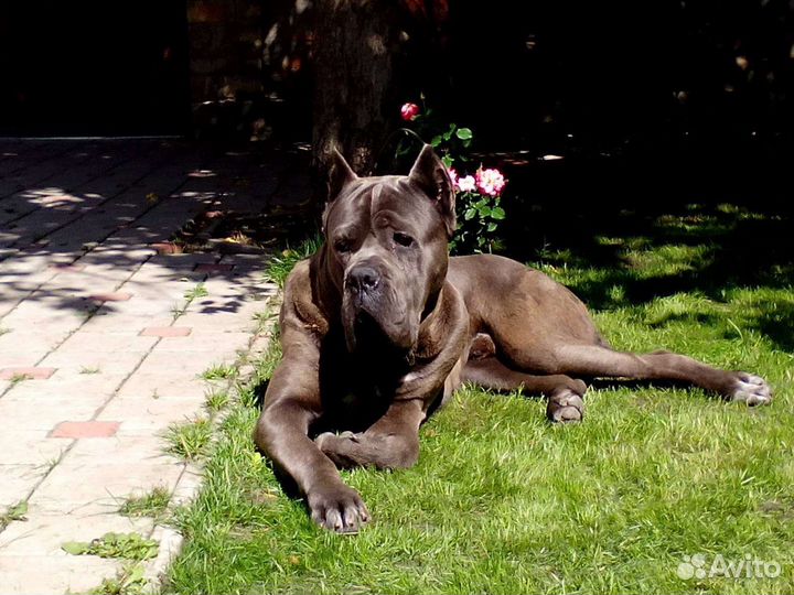 Кобель вязка кане Корсо