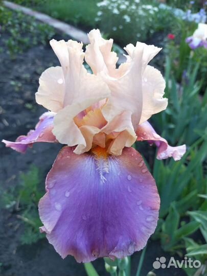 Ирисы бородатые
