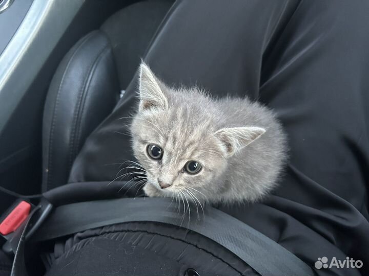 Отдам котенка в добрые руки