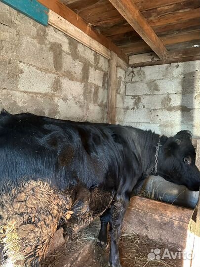 Коровы быки