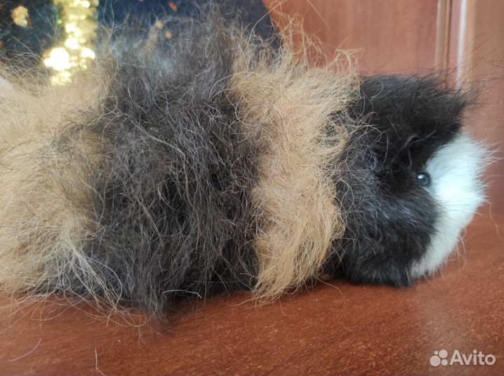 Породистые морские свинки