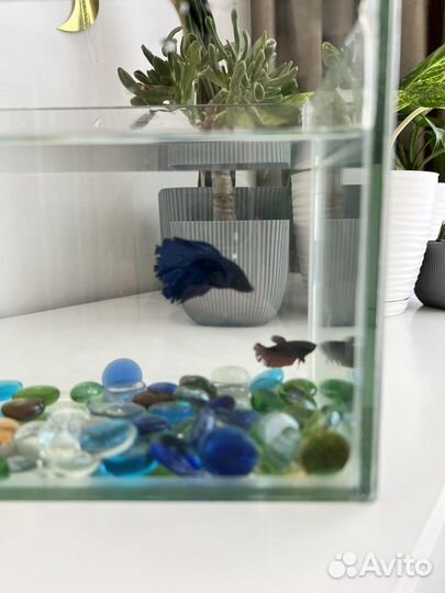 Аквариум с двумя рыбками петушок