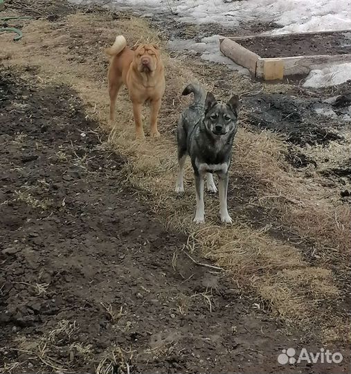 Собаки щенки бесплатно