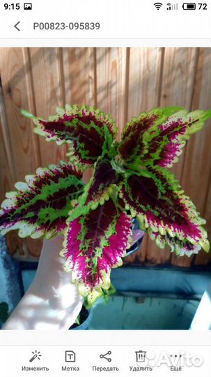 Колеусы вегетативные (пять видов)