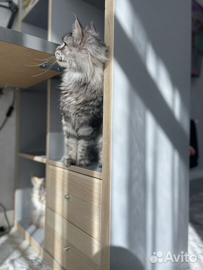 Кошка Мейн-Кун