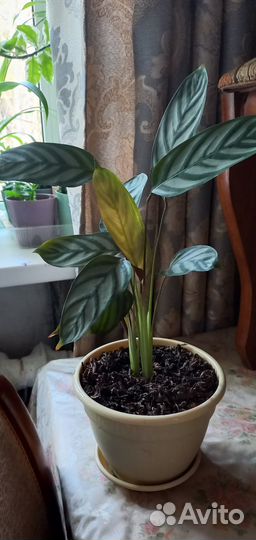 Комнатные растения