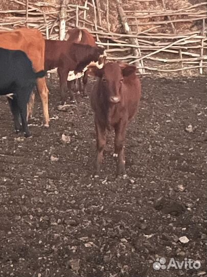 Два бычка и телята