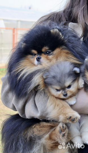 Малыши Померанского шпица в редком окрасе