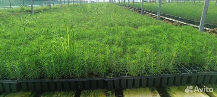 Сеянцы сосны зкс