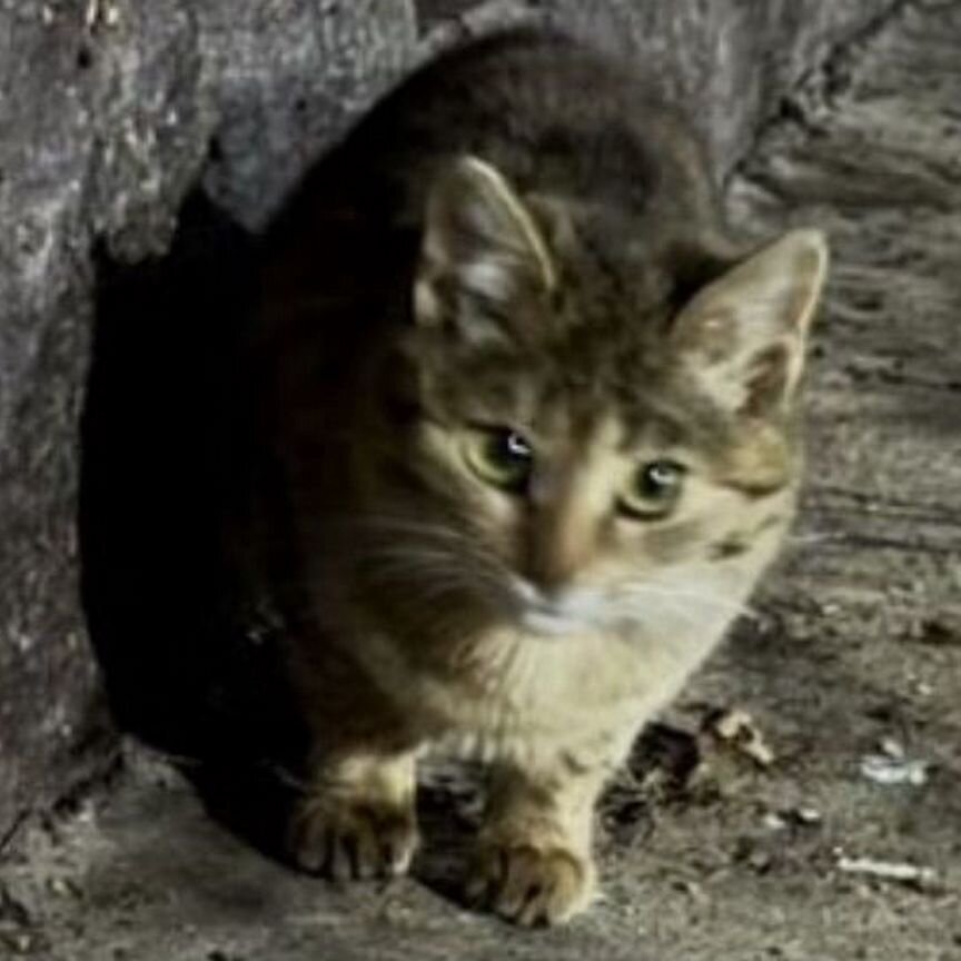 Котенок ласковая девочка ищет дом