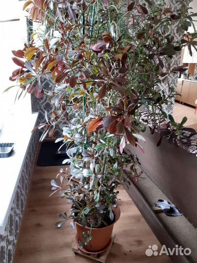 Комнатные растения