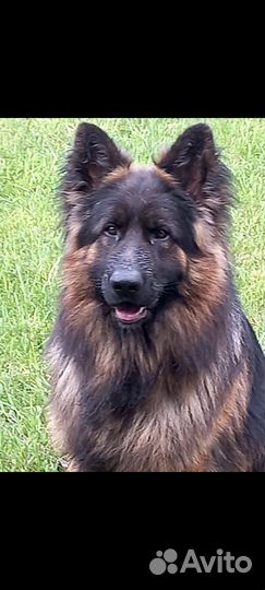 Немецкая овчарка вязка