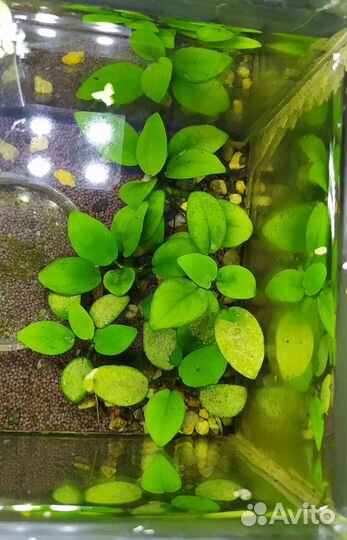 Аквариумные растения: Анубиас