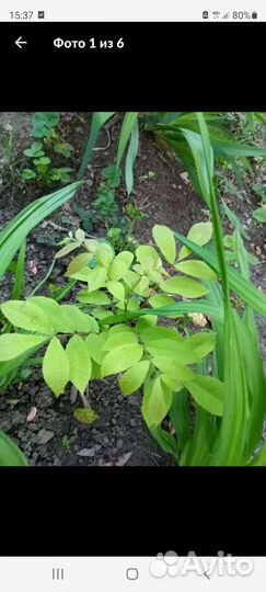 Саженцы ореха пекан