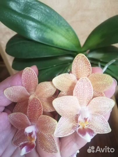 Орхидея фаленопсис Мастерпис