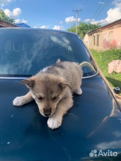 Щенок в добрые руки