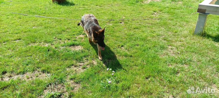 Немецкая овчарка