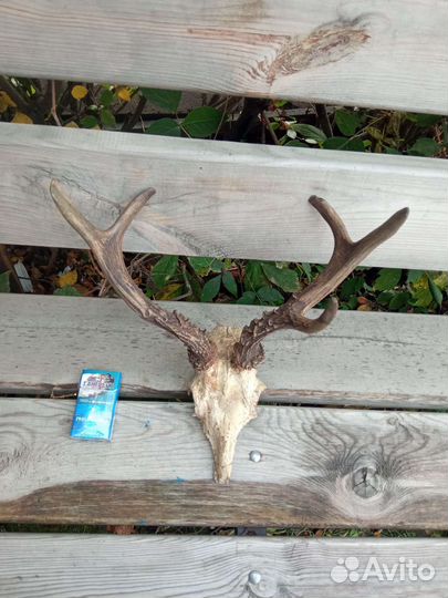Имитация рогов косули