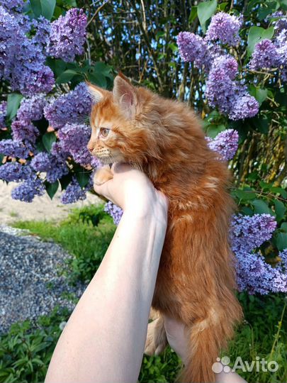 Котята мейн-кун