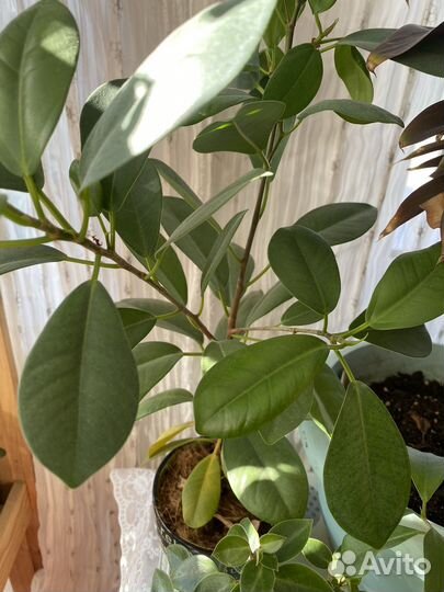 Комнатные растения цветы большие