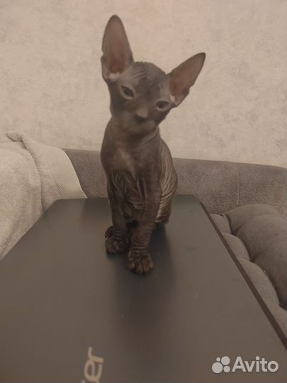 Донской сфинкс котята