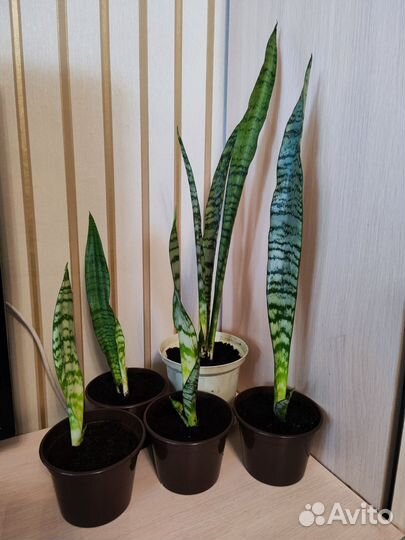 Сансевиерия (тещин язык)