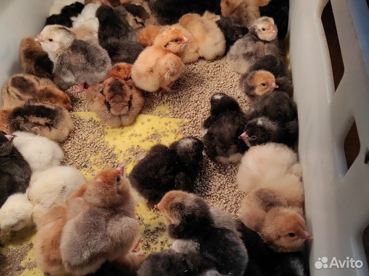 Цыплята от домашних кур