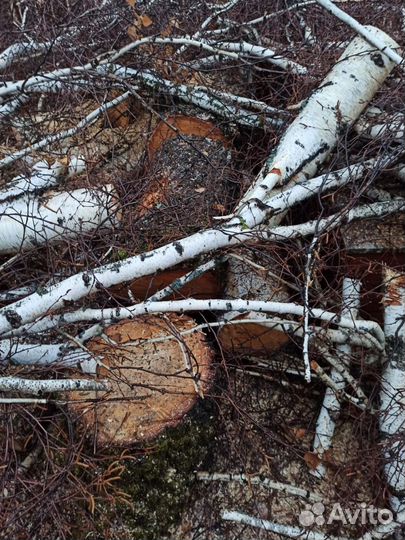Дрова береза