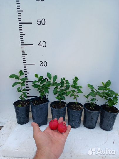 Псидиум Кетли