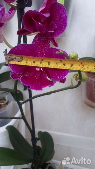 Орхидея фаленопсис биг лип