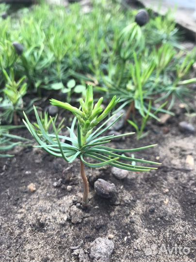 Малыши саженцы Сибирского кедра