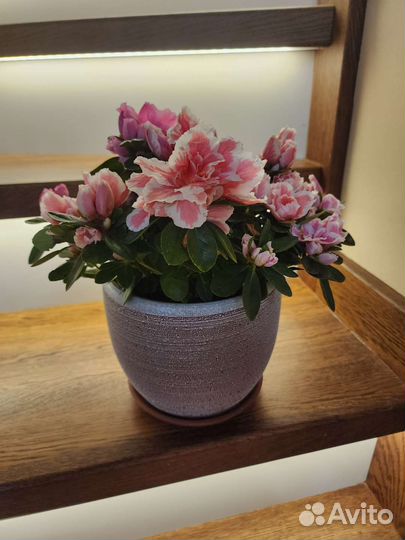 Азалии пышные для дома и террасы