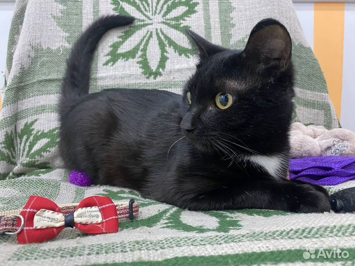 Молодой кот 1 год