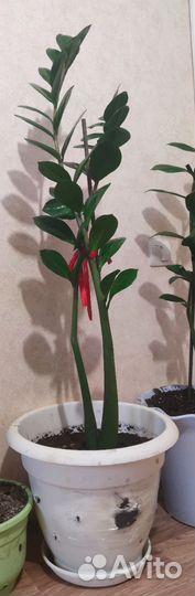 Замиокулькас долларовое дерево