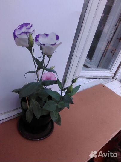 Эустома цветущая