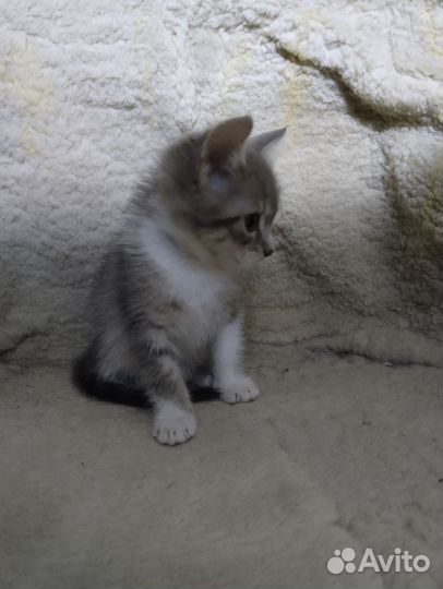 Котёнок мальчик