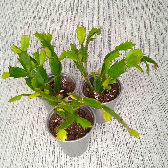 Продам цветы комнатные