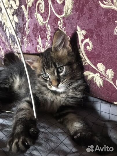 Котята Мейн -Кун