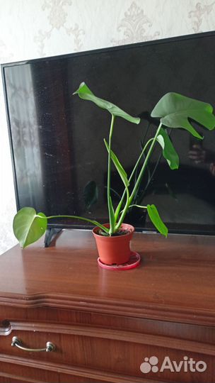 Монстера Лиана