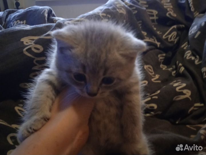 Британские котята