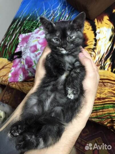 Котята в добрые руки бесплатно