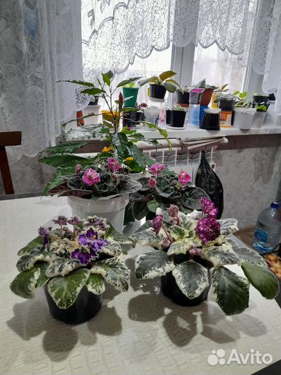 Фиалки и гибиктус