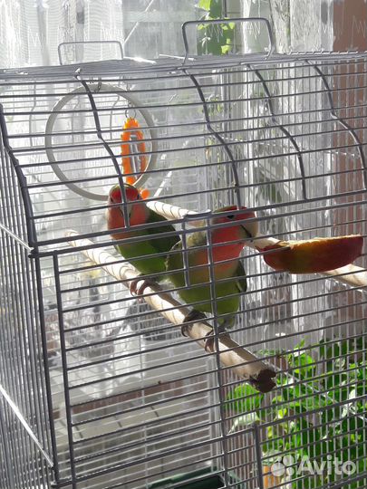 Попугай неразлучники с клеткой