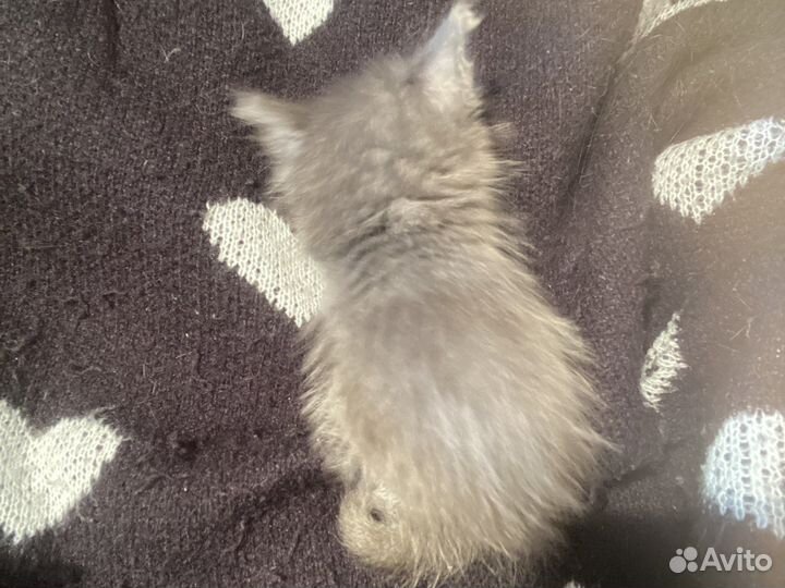 Кошка в очень добрые руки