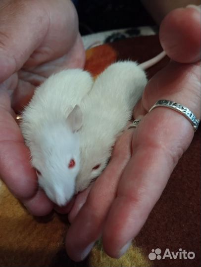 Малыши крысята