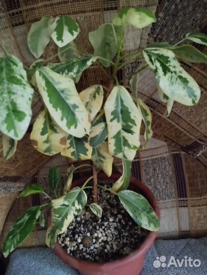 Фикус рубигиноза варигатный