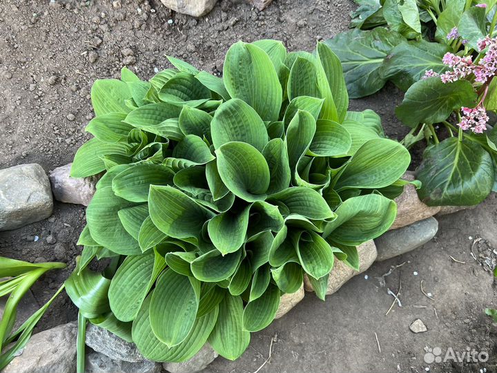 Хоста растение