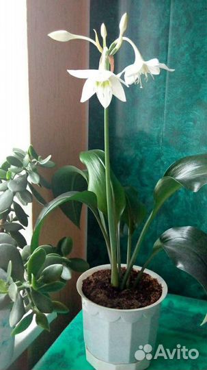 Эухарис. Амазонская лилия