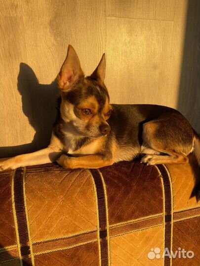 Вязка) чихуа-хуа