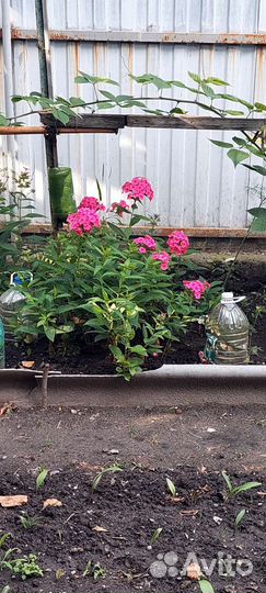 Флокс темный, яркий, ароматный